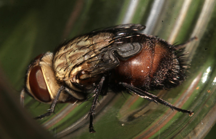 Figura 26. Adulto de Tachinidae recién acabado de nacer, mosca parásita de la larva <i>Pararcte schneideriana</i> (Erebidae). Foto: 01/febrero/2021. Voucher: 20-SRNP-32636-DHJ779257.jpg.