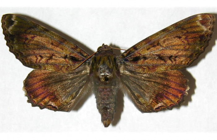 Figura 1. Adulto <i>Pararcte schneideriana</i> (Erebidae). Vista dorsal, envergadura alar del macho 69 mm. Voucher: 95-SRNP-9293-DHJ313620.jpg. BIN:BOLD:AAB2250.