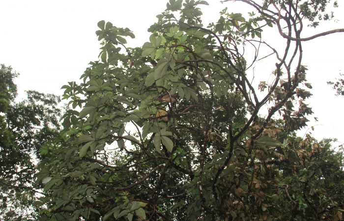 Figura 27. Planta hospedera de <i>Pararcte schneideriana</i> (Erebidae), se pueden ver las hojas blancas de <i>Pourouma bicolor</i> (Urticaceae). Foto: Freddy Quesada Quesada. 28 febrero 2021.