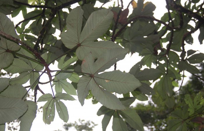 Figura 33. Planta hospedera de <i>Pararcte schneideriana</i> (Erebidae), se pueden ver las hojas blancas de <i>Pourouma bicolor</i> (Urticaceae). Foto: Freddy Quesada Quesada. 28 febrero 2021.