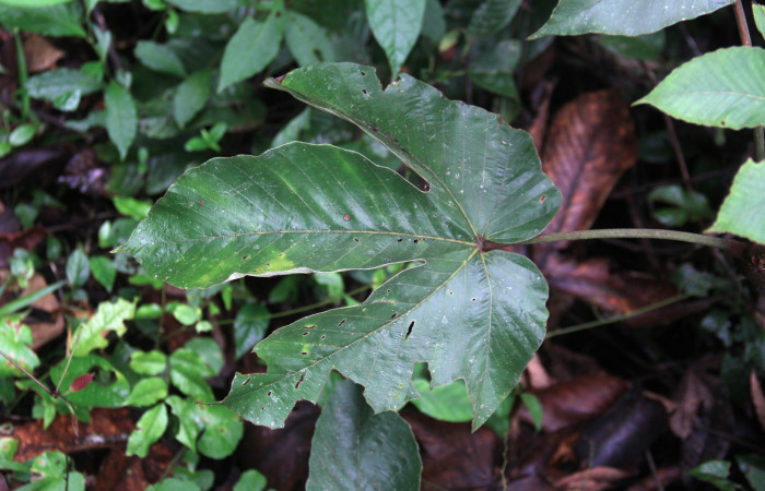 Figura 34. Planta hospedera de <i>Pararcte schneideriana</i> (Erebidae), se pueden ver las hoja comida de <i>Pourouma bicolor</i> (Urticaceae). Foto: Freddy Quesada Quesada. 28 febrero 2021.