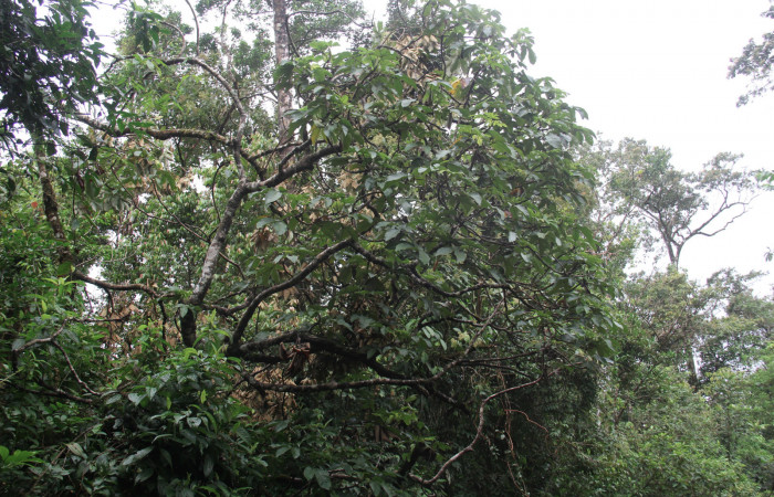 Figura 28. Planta hospedera de <i>Pararcte schneideriana</i> (Erebidae), árbol de <i>Pourouma bicolor</i> (Urticaceae). Foto: Freddy Quesada Quesada. 28 febrero 2021.