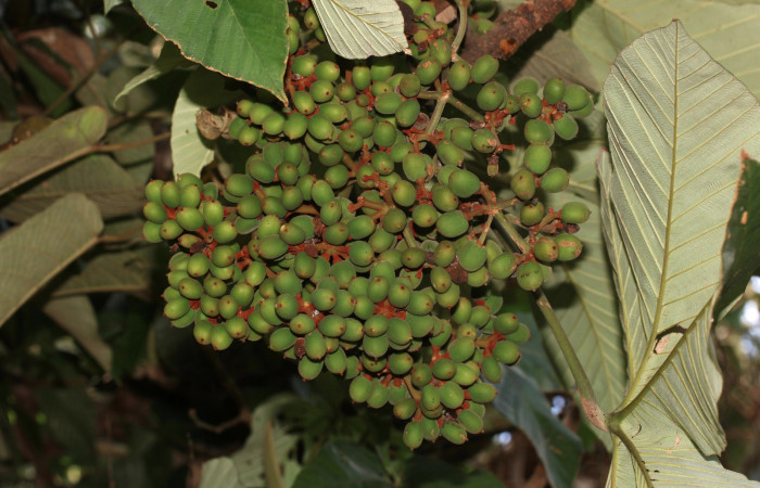 Figura 30. Planta hospedera de <i>Pararcte schneideriana</i> (Erebidae), racimo de frutos de <i>Pourouma bicolor</i> (Urticaceae). Foto: Freddy Quesada Quesada. 28 febrero 2021.