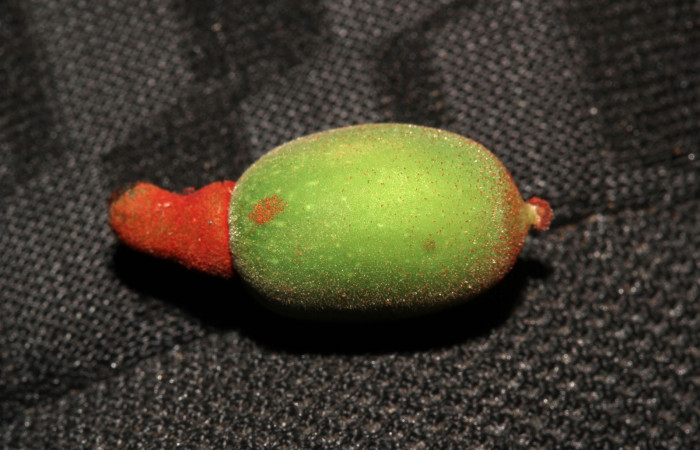 Figura 32. Planta hospedera de <i>Pararcte schneideriana</i> (Erebidae), fruto de <i>Pourouma bicolor</i> (Urticaceae). Foto: Freddy Quesada Quesada. 28 febrero 2021.