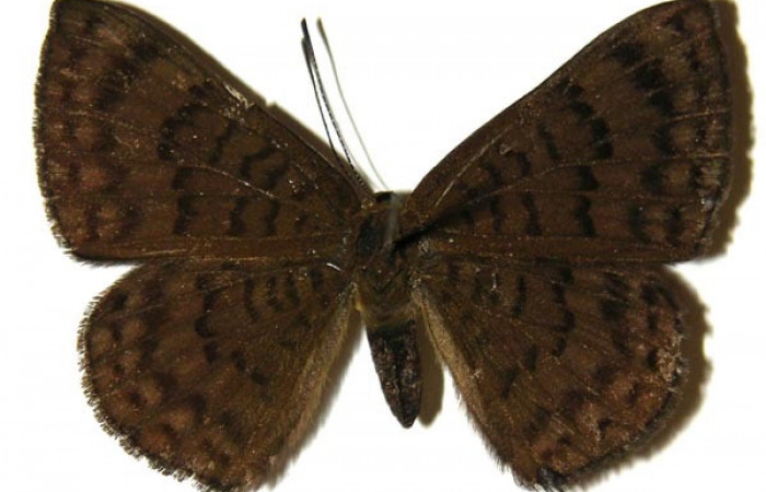 Adulto de <i>Emesis ocypore</i> (Riodinidae). Hembra. Voucher: 04-SRNP-2911-DHJ303974.