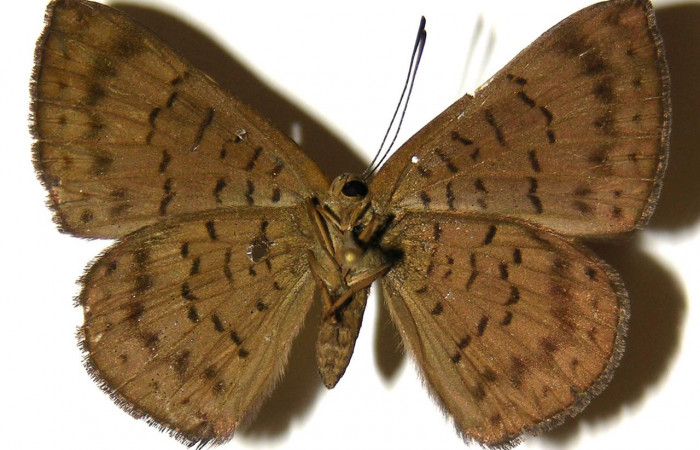 Adulto de <i>Emesis ocypore</i> (Riodinidae). Hembra. Voucher: 04-SRNP-2911-DHJ303975.