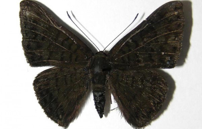 Adulto de [iEmesis ocypore</i> (Riodinidae). Macho. Voucher: 05-SRNP-5496-DHJ331496.