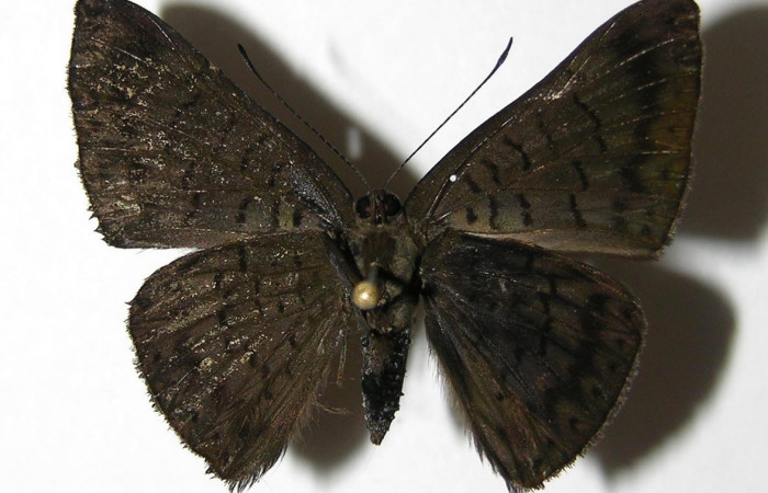 Adulto de <i>Emesis ocypore</i> (Riodinidae). Macho. Voucher: 05-SRNP-5496-DHJ331497.