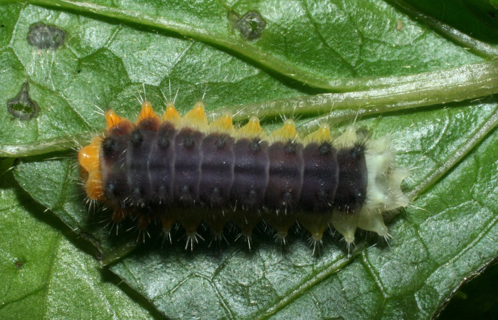 Parte dorsal de <i>Emesis o cypore</i> (Riodinidae). Último estadio. Voucher: 09-SRNP-2600-DHJ454417.jpg.