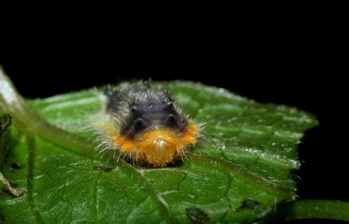 Parte frontal de <i>Emesis ocypore</i> (Riodinidae). Último estadio. Voucher: 09-SRNP-2600-DHJ454420.jpg.