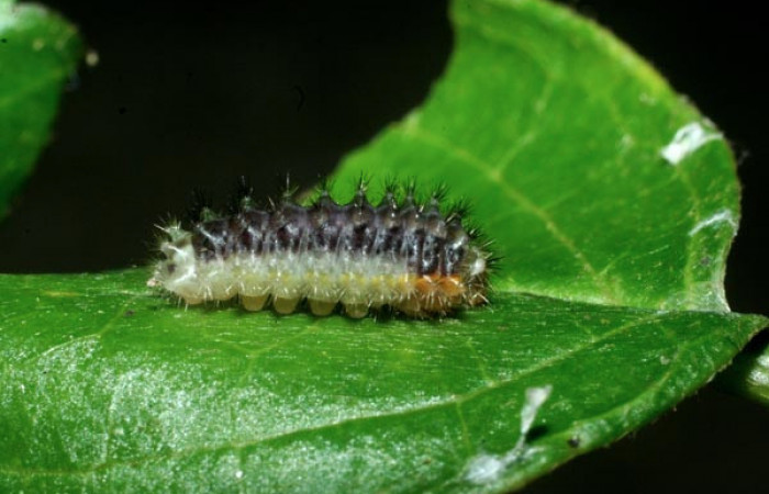 Parte lateral de <i>Emesis ocypore</i> (Riodinidae), último estadio. Voucher: 09-SRNP-2601-DHJ454424.jpg.
