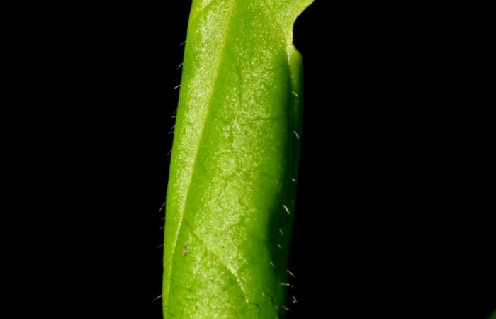 <i>Clematis haenkeana</i> (Ranunculaceae) planta hospedera de <i>Emesis ocypore</i> (Riodinidae). Voucher: 09-SRNP-32779-DHJ464456.jpg.