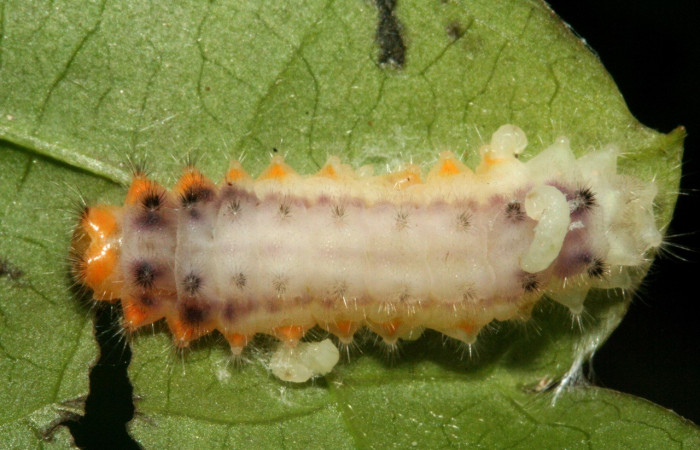 Larva parasitada, parte dorsal de <i>Emesis ocypore</i> (Riodinidae). Último estadio. Voucher: 10-SRNP-4995-DHJ475657.jpg.