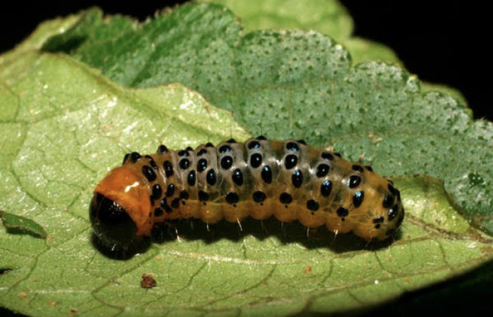 Fig.10 Parte lateral, <i>Dysodia</i> oculatanaDHJ01 (Thyrididae), se colectó 22 enero 2007, Sector Pitilla, Pasmompa, 400mts. (07-SRNP-30692-DHJ418712.jpg).