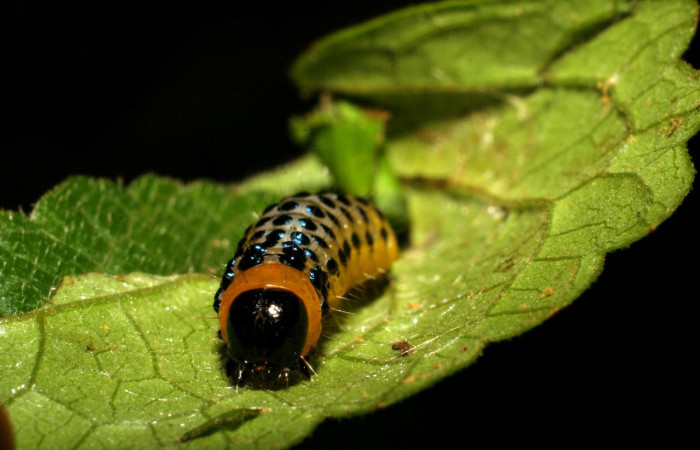 Fig.12 Parte frontal <i>Dysodia</i> oculatanaDHJ01 (Thyrididae), se colectó 22 enero 2007, Sector Pitilla, Pasmompa, 400mts. (07-SRNP-30692-DHJ418713.jpg).