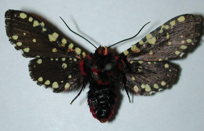 Fig.2 Vista Ventral, <i>Gippius sumptuosus</i> (Thyrididae), eclosionó 08 agosto 1996, Sector Santa Rosa, Sendero Natural, 290mts.(96-SRNP-3248-DHJ35077.jpg).