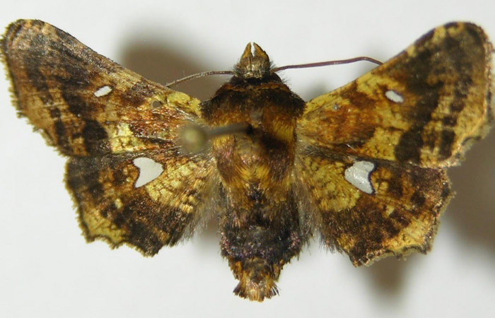 Fig.3 Dorsal, <i>Dysodia</i> oculatanaDHJ01 (Thyrididae), eclosionó 04 junio 2010, Sector Pitilla, Sendero Suspiro,439mts. (10-SRNP-71128-DHJ534792.jpg).