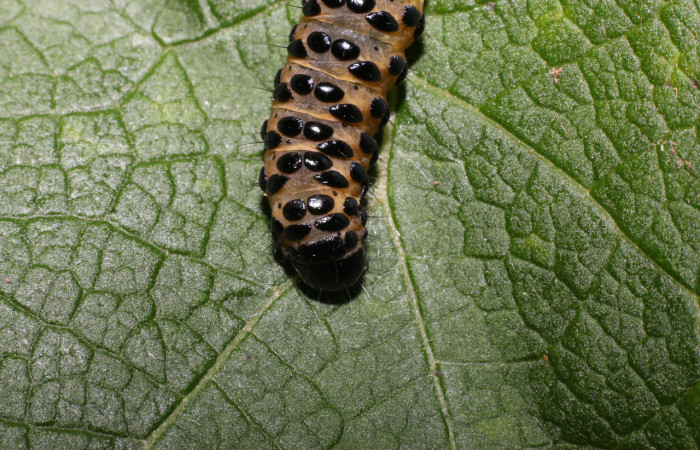 Fig.6 Parte trasera, <i>Gippius sumptuosus</i> (Thyrididae), se colectó 20 junio 2018, Sector Mundo Nuevo, Sendero Adilia, 350mts. (18-SRNP-55501-DHJ492735.jpg).