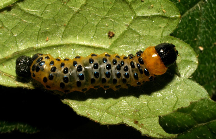 Fig.9 Parte dorsal, <i>Dysodia</i> oculatanaDHJ01 (Thyrididae), se colectó 22 enero 2007, Sector Pitilla, Pasmompa, 400mts. (07-SRNP-30692-DHJ418710.jpg.)