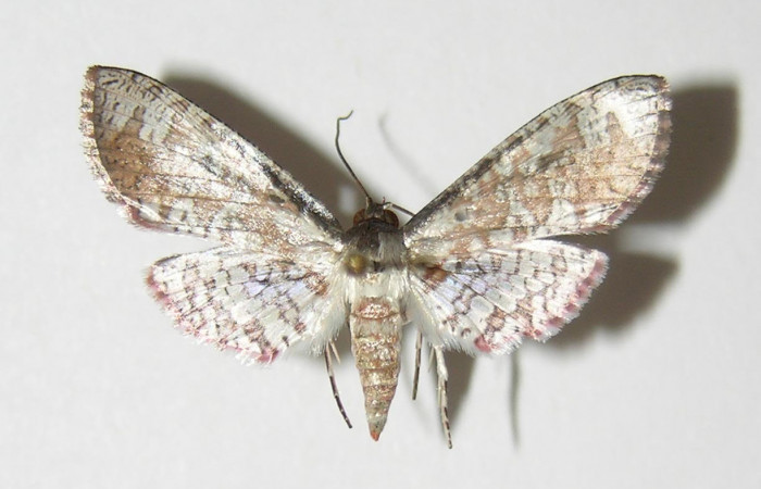 Fig.1 Vista dorsal de hembra, <i>Collinsa</i> ferreicepsDHJ01 (Thyrididae), eclosionó 08 diciembre 2005, Sector San cristóbal, Finca San Gabriel, 645mts. (05-SRNP-4011-DHJ337590.jpg.).