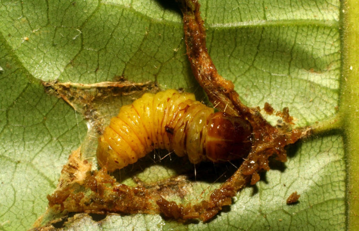 Fig. 10 Vista dorsal de prepupa <i>Collinsa</i> ferreicepsDHJ01 (Thyrididae), hizo prepupa 15 agosto 2007, Sector San Cristóbal, Sendero Perdido, 620mts. (07-SRNP-3245-DHJ426052.jpg).