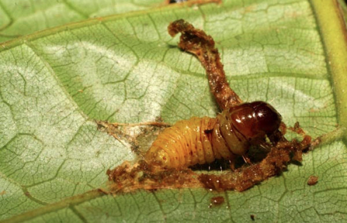Fig.11 Vista lateral de prepupa <i>Collinsa</i> ferreicepsDHJ01 (Thyrididae), hizo prepupa 15 agosto 2007, Sector San Cristóbal, Sendero Perdido, 620mts. (07-SRNP-3245-DHJ426054.jpg).