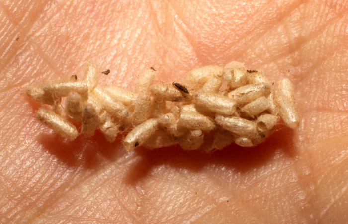 Fig.12 Observamos capullos eclosionados de <i>Dolichogenidea</i> Janzen64 (Braconidae), en larva <i>Collinsa</i> ferreicepsDHJ01, Sector Rincon Rain Forest 980mts. (10-SRNP-4160-DHJ496148.jpg).