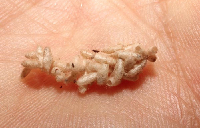 Fig.13. observamos capullos eclosionado de <i>Dolichogenidea</i> Janzen64 (Braconidae) Sector Rincon Rain Forest 980mts. (10-SRNP-4160-DHJ496149.jpg). 