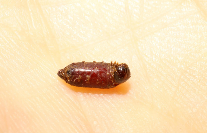 Fig.15 Pupa de <i>Genea</i> wood01 (Tachinidae), en larva <i>Collinsa</i> ferreicepsDHJ01, Sector Pitilla, Sendero Nancite 700mts. (09-SRNP-31507-DHJ474047.jpg).