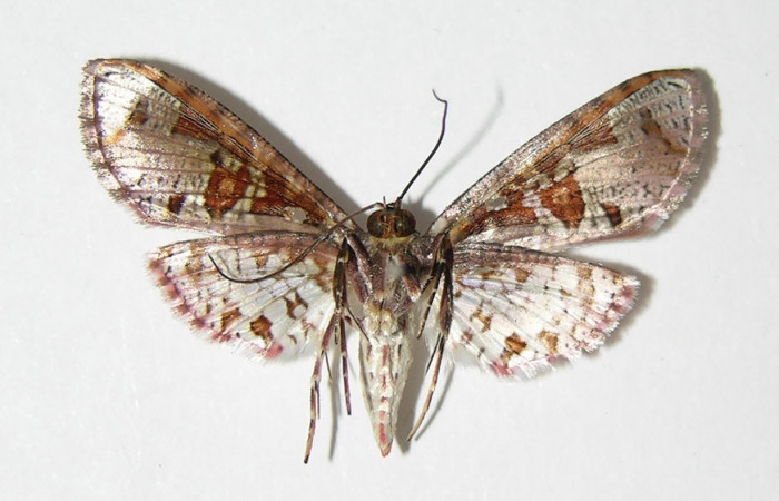 Fig.2 Vista ventral de hembra, <i>Collinsa</i> ferreicepsDHJ01 (Thyrididae), eclosionó 08 diciembre 2005, Sector San cristóbal, Finca San Gabriel, 645mts. (05-SRNP-4011-DHJ337591.jpg.).