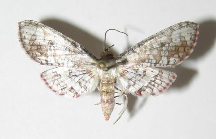 Fig.3 Vista dorsal de macho, <i>Collinsa</i> ferreicepsDHJ01 (Thyrididae), eclosionó 16 enero 2005, Sector Pitilla, Sendero Mismo, 680mts. ( 04-SRNP-56736-DHJ337586.jpg).