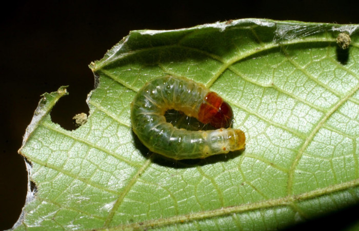 Fig.5 Vista dorsal, <i>Collinsa</i> ferreicepsDHJ01 (Thyrididae), se colectó 26 agosto 2008, Sector Pitilla, Sendero Naciente, 700mts. (08-SRNP-32111-DHJ445707.jpg).