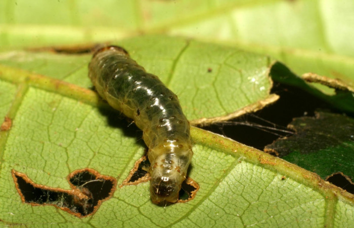 Fig.7 Parte trasera <i>Collinsa</i> ferreicepsDHJ01 (Thyrididae), se colectó 26 agosto 2008, Sector Pitilla, Sendero Naciente, 700mts. (07-SRNP-3321-DHJ426089.jpg).