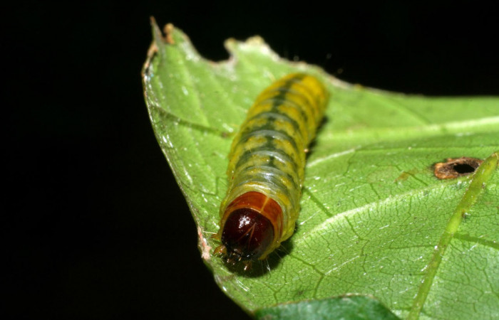 Fig.8 Vista frontal <i>Collinsa</i> ferreicepsDHJ01 (Thyrididae), se colectó 26 agosto 2008, Sector Pitilla, Sendero Naciente, 700mts. (08-SRNP-32114-DHJ445717.jpg).
