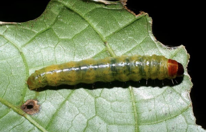 Fig.9 Vista dorsal <i>Collinsa</i> ferreicepsDHJ01 (Thyrididae), se colectó 26 agosto 2008, Sector Pitilla, Sendero Naciente, 700mts.(08-SRNP-32114-DHJ445714.jpg).
