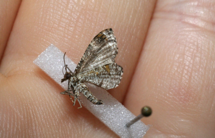 Fig.1 Adulto <i>Psaliodes</i> Janzen30  mostrando parte abdomen posición lateral. Voucher: 11-SRNP-30042-DHJ548568.jpg