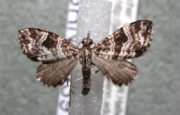 Fig.9 Adulto <i>Psaliodes</i> Janzen30  mostrando parte dorsal. Voucher: 13-SRNP-43975-DHJ583156.jpg