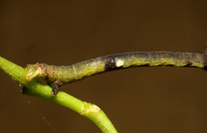 Fig.5 Larva <i>Psaliodes</i> Janzen30  Mostrando patrones de coloración y mancha lateral. Voucher: 11-SRNP-30039-DHJ481230.JPG
