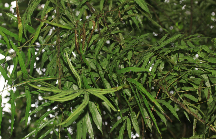 Fig.8 Larva <i>Psaliodes</i> Janzen30  Comparación de especies representando comportamiento alimenticio.  <i>Salpichlaena volubilis</i> en la familia Blechnaceae planta hojas maduras.