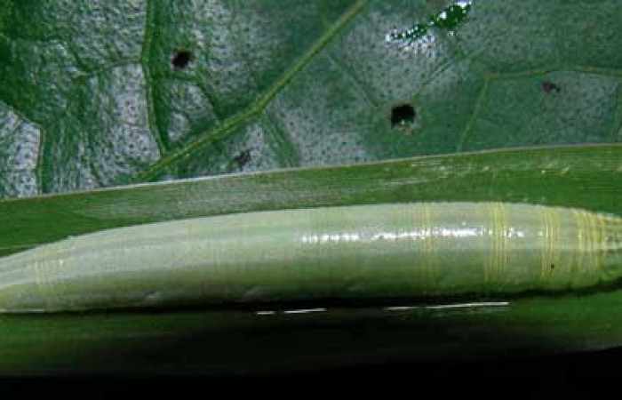 Fig.12 Larva <i>Panoquina lucas</i>, mostrando la parte dorsal en hoja de <i>Brachiaria arrecta</i>, familia (Poaceae). Voucher: 05-SRNP-32678-DHJ404800.jpg.