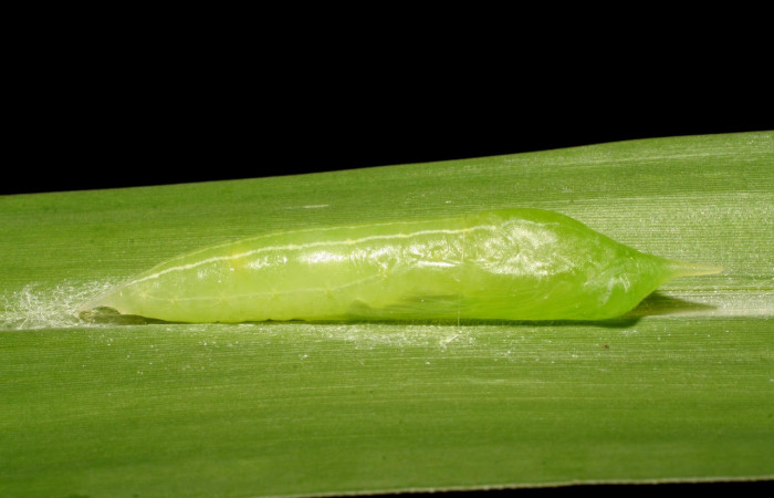 Fig.14 Pupa <i>Panoquina lucas</i>, en hoja de <i>Megathyrsus maximus</i> (introducido), familia (Poaceae). Voucher: 07-SRNP-33023-DHJ427418.jpg.