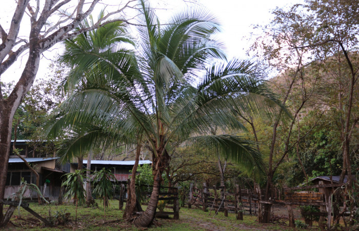 Fig.18 Planta <i>cocos nucifera</i> introducido, (Arecaceae), hospedera de la larva <i> Panoquina fusina,</i>, (Hesperiidae), Sector Mundo Nuevo, Foto  Elieth Cantillano 10 Marzo 2021.
