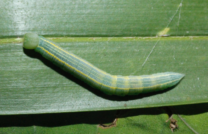 Fig.9 Larva <i>Panoquina fusina</i>, mostrando la parte espalda en hoja de <i>Cocos nucifera</i> (introducido), familia (Arecaceae). Voucher: 16-SRNP-26760-DHJ730496.jpg.