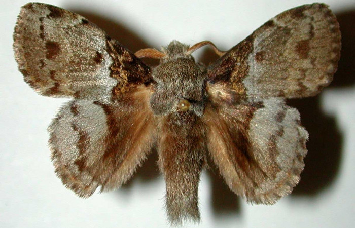 Figura 1. Adulto <i>Euglyphis deusta</i> (Lasiocampidae), posición dorsal. 00-SRNP-1585- DHJ33218.