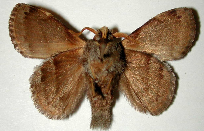 Figura 13. Adulto <i>Euglyphis deusta</i> (Lasiocampidae), macho posición ventral.00- SRNP-1585-DHJ33219.