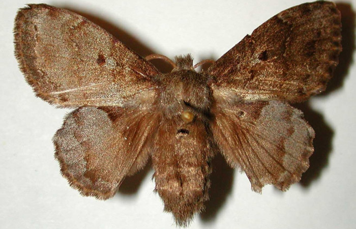 Figura 14. Adulto <i>Euglyphis deusta</i> (Lasiocampidae), hembra posición dorsal. 00- SRNP-167-DHJ33222.