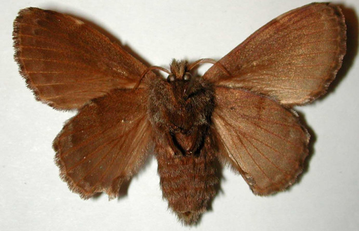 Figura 15. Adulto <i>Euglyphis deusta</i> (Lasiocampidae), hembra posición ventral. 00- SRNP-167-DHJ33223.