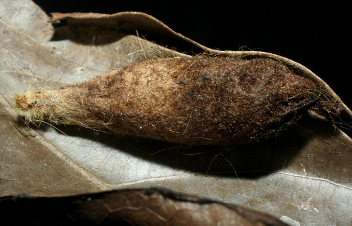 Figura 16. Capullo de<i> Agrypon</i> nelsoniDHJ02 (Ichneumonidae), parásito de <i>Euglyphis deusta</i> (Lasiocampidae). 08-SRNP-36902-DHJ462514.jpg.