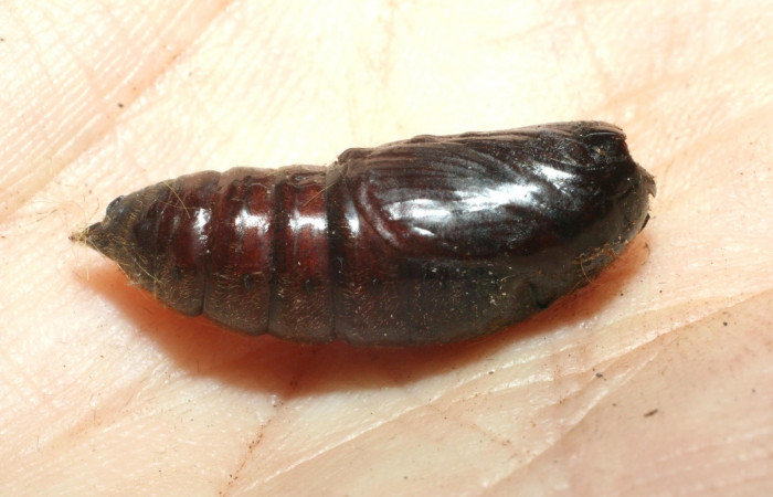 Figura 10. Pupa <i>Euglyphis deusta</i> (Lasiocampidae), 08-SRNP-36902-DHJ462516.jpg.