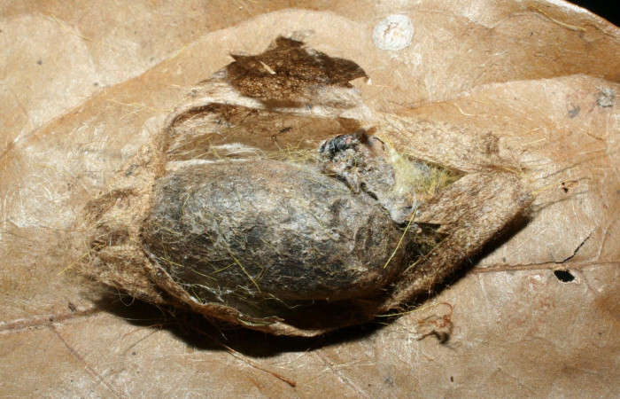 Figura 17. Capullo de <i>Enicospilus</i> scuintleiDHJ01 (Ichneumonidae), parásito de <i>Euglyphis deusta</i> (Lasiocampidae). 08-SRNP-58259-DHJ462653.jpg.